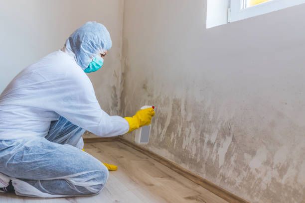 Licensed Mold Remediation service in Mount Holly, NJ - Car Mold Remediation