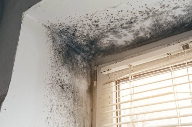 Affordable Mold Remediation solutions in Mount Holly, NJ